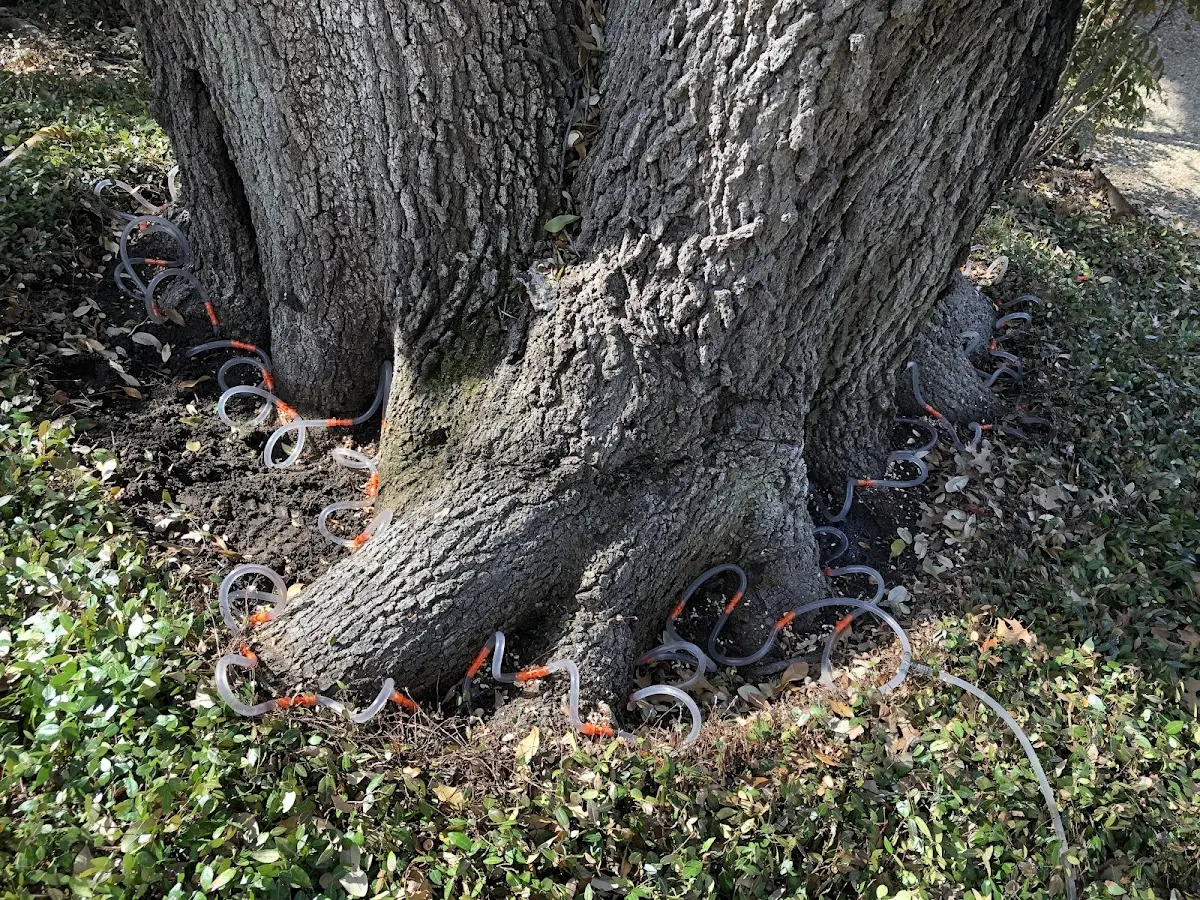 Detailed Tree Cabling and Bracing job site in Lake Minchumina