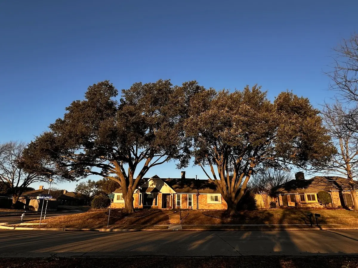 Established residential canopy tree shading a home in Lake Minchumina
